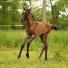 Arabian foal running in field