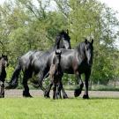 Friesian horses