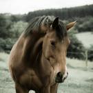 Warmblood horse