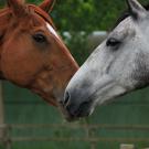 Horses touching noses