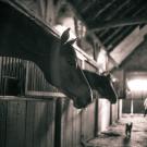 horses looking out of stalls in barn