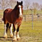 Shire horse standing in a field