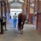A horse with sidewinder syndrome walking away from the camera with its hind limbs drifting to the right.