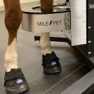 horse standing in MILEPET3 scanner