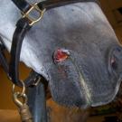 horse with summer sore on lip