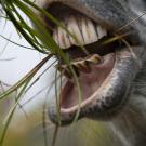 horse opening its mouth to bite pieces of grass