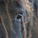 close up of Friesian horse eye