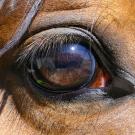 Close up view of the right eye of a bay horse