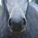 close up of grey horse muzzle