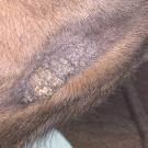 treated sarcoid on the side of a horse