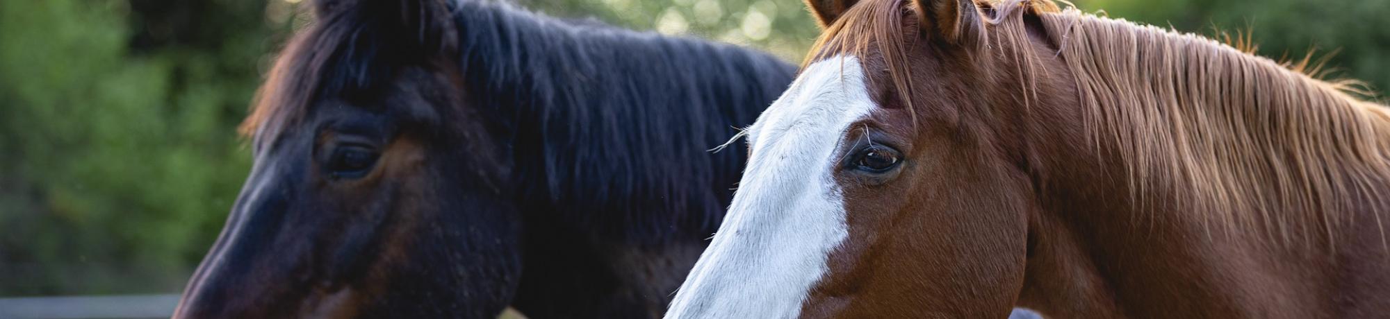 horse heads