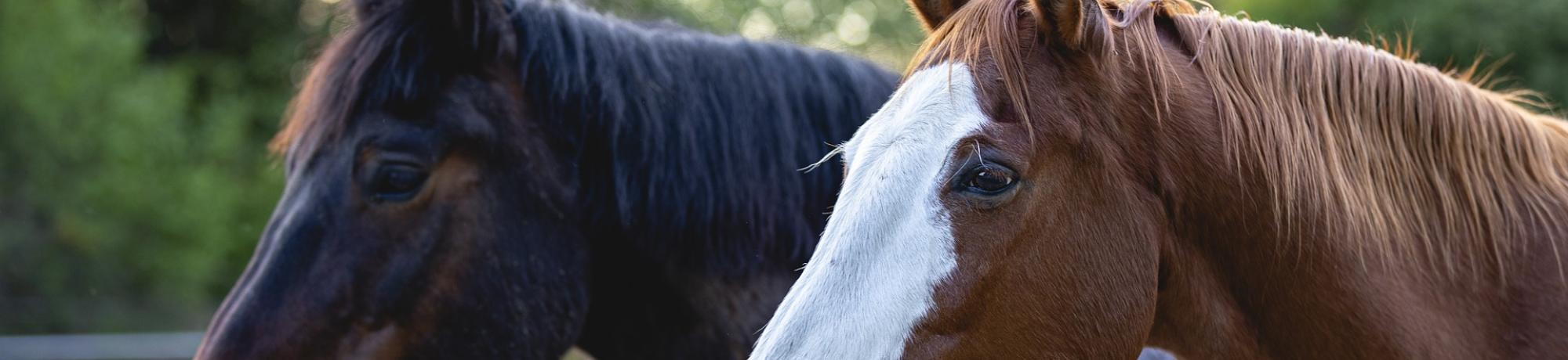 horse heads
