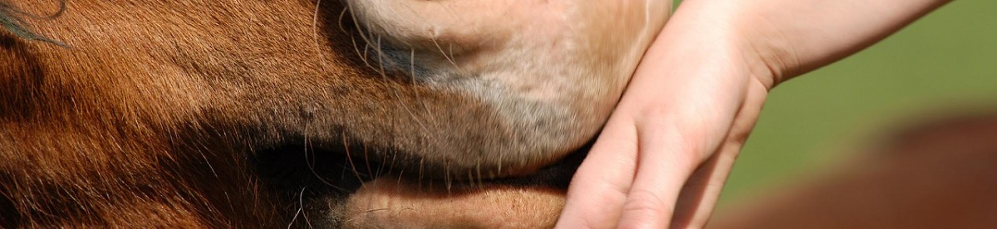 horse nose touching human hand