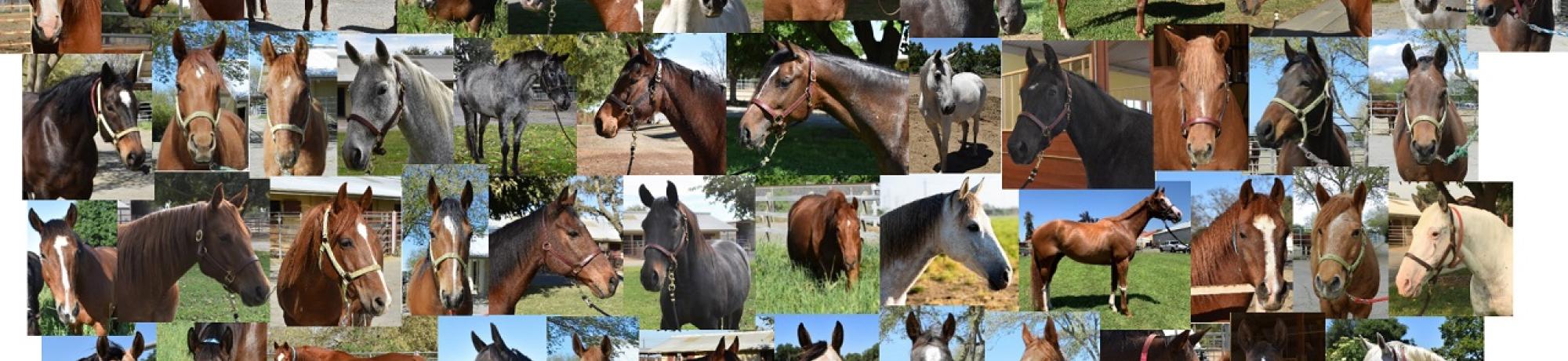 Collage of horses